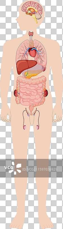 人体内部器官和系统图片素材
