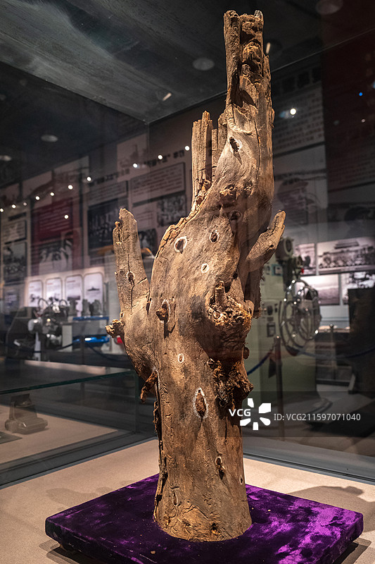 上甘岭枯枝 1952年10月 中国人民解放军海军博物馆图片素材