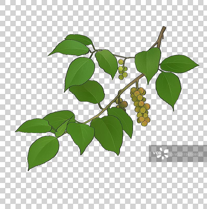 通草小通草图片素材