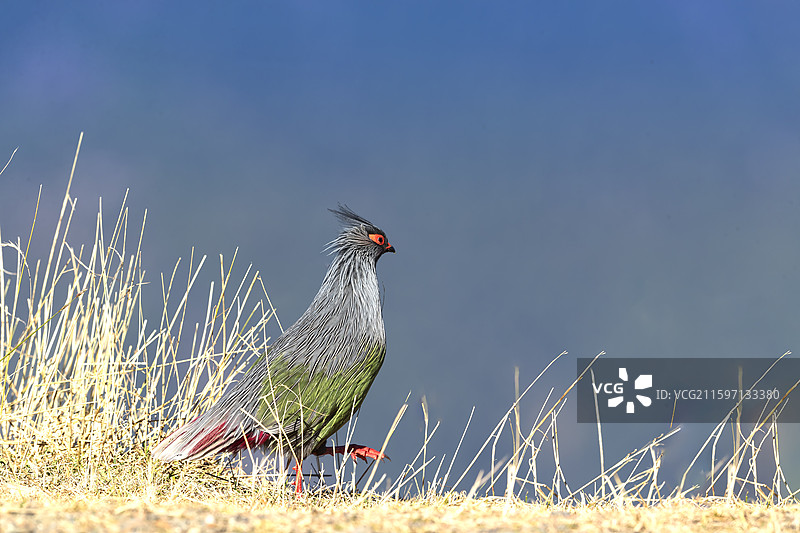四川省甘孜藏族自治州康定市自然保护区血稚栖息地图片素材