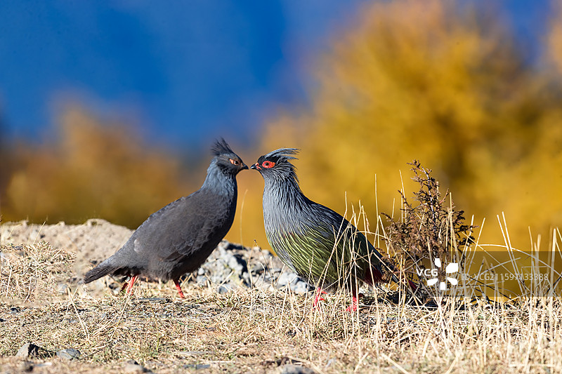 四川省甘孜藏族自治州康定市自然保护区血稚栖息地图片素材