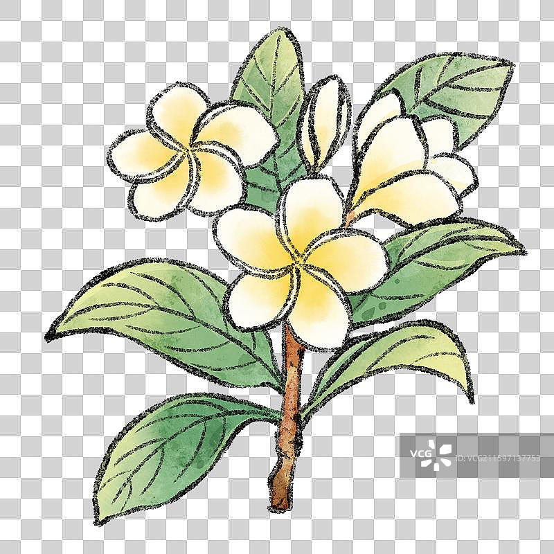 海南美食插画-鸡蛋花图片素材