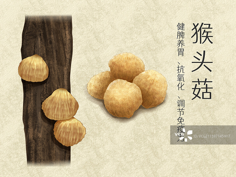 手绘水彩中药药材农产品猴头菇插画图片素材