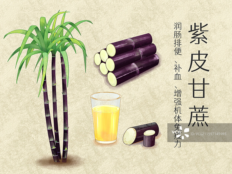 手绘水彩中药药材农产品紫皮甘蔗插画图片素材