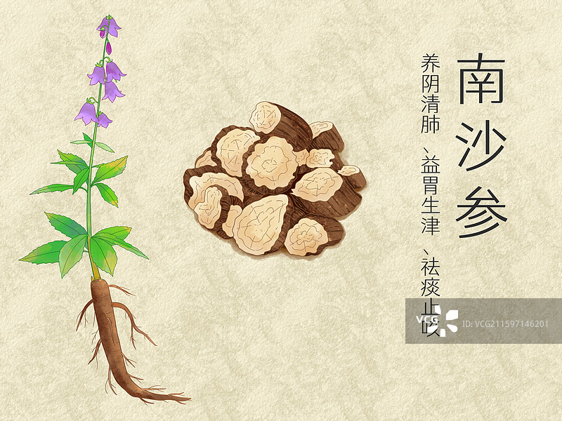 手绘水彩中药药材南沙参插画图片素材