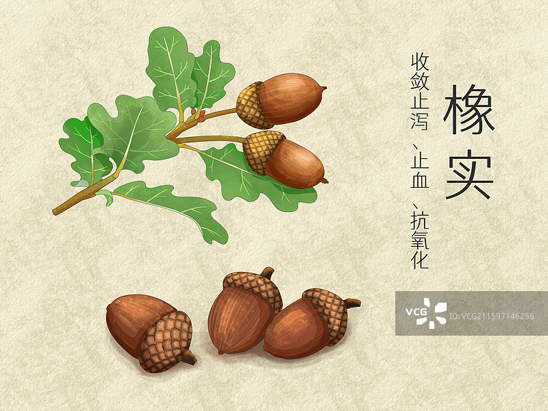 手绘水彩中药药材农产品橡实插画图片素材