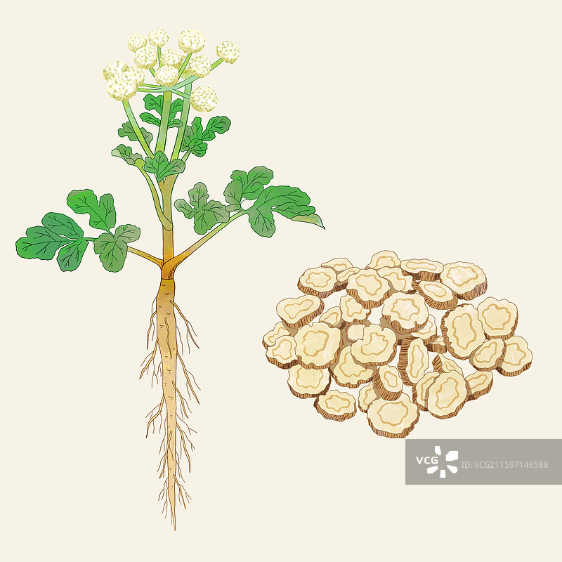 手绘水彩中药药材北沙参图片素材