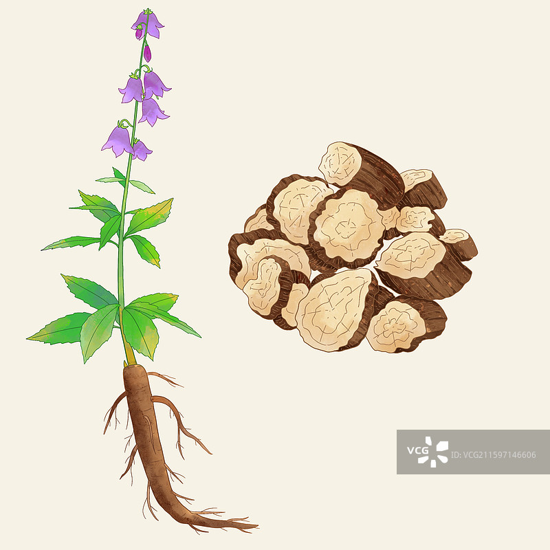 手绘水彩中药药材南沙参图片素材