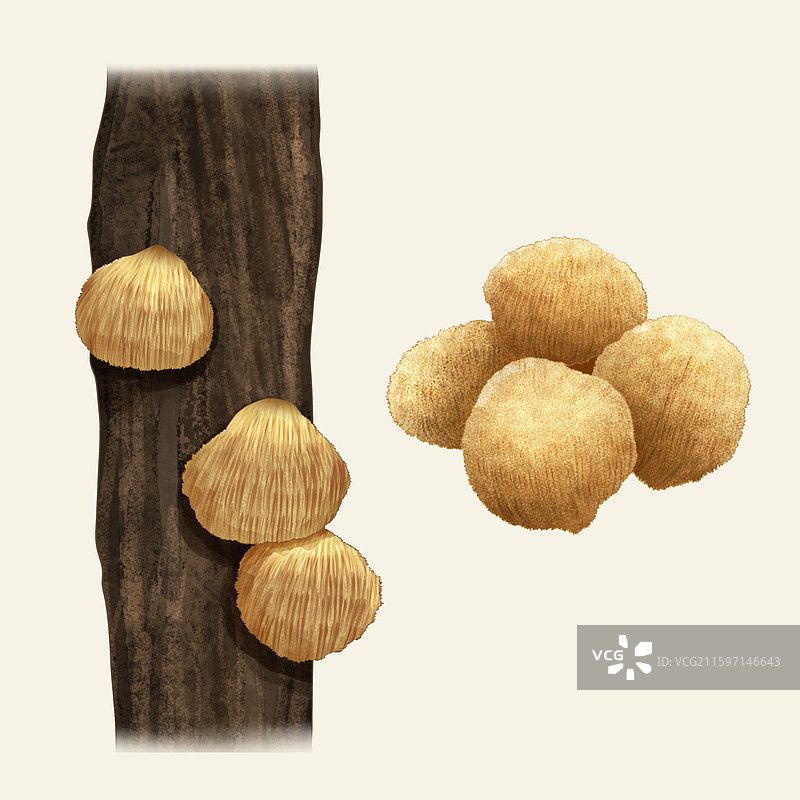 手绘水彩中药药材农产品猴头菇图片素材