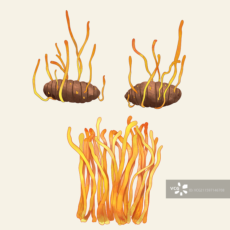 手绘水彩中药药材农产品蛹虫草图片素材