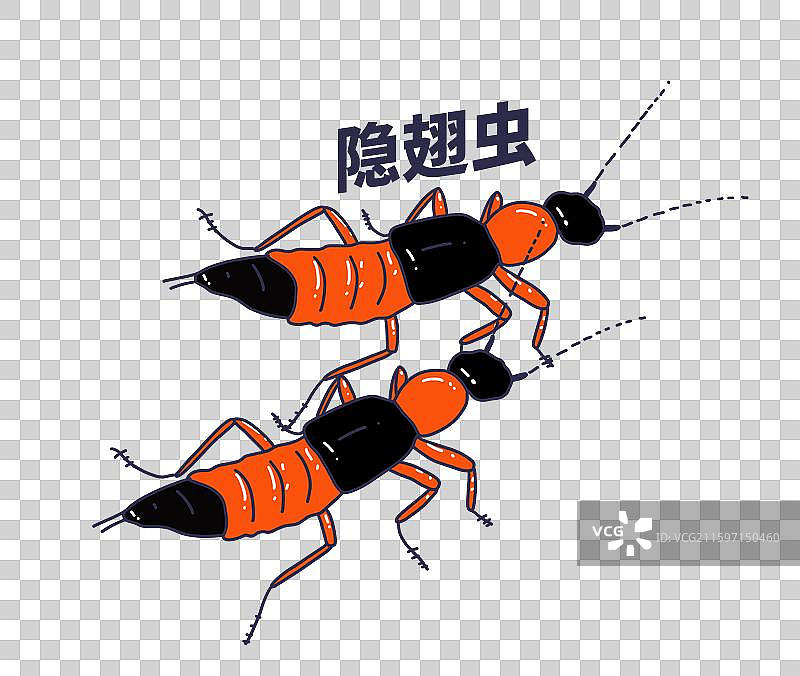 隐翅虫图片素材