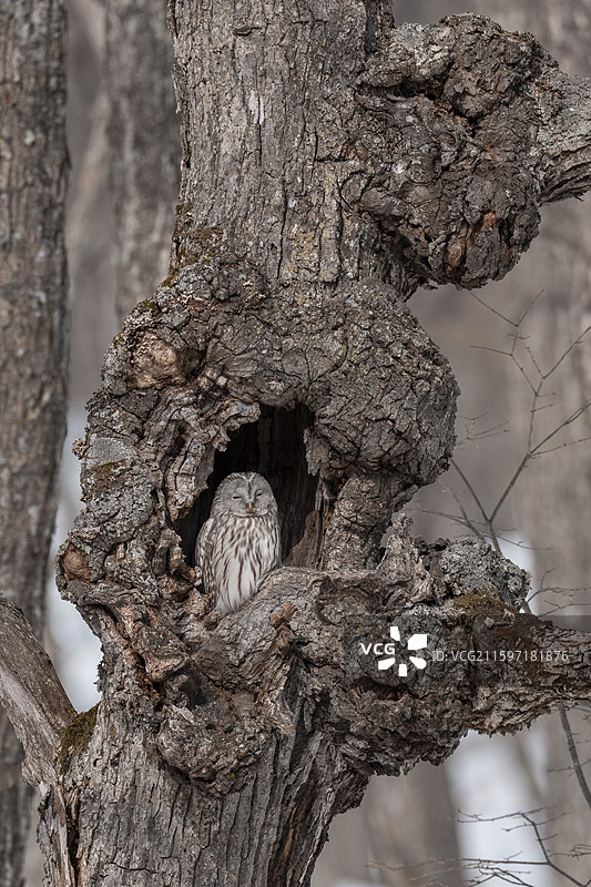 乌拉尔猫头鹰，Strix uralensis图片素材