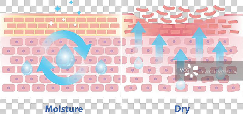 皮肤干燥和湿润的机制图片素材