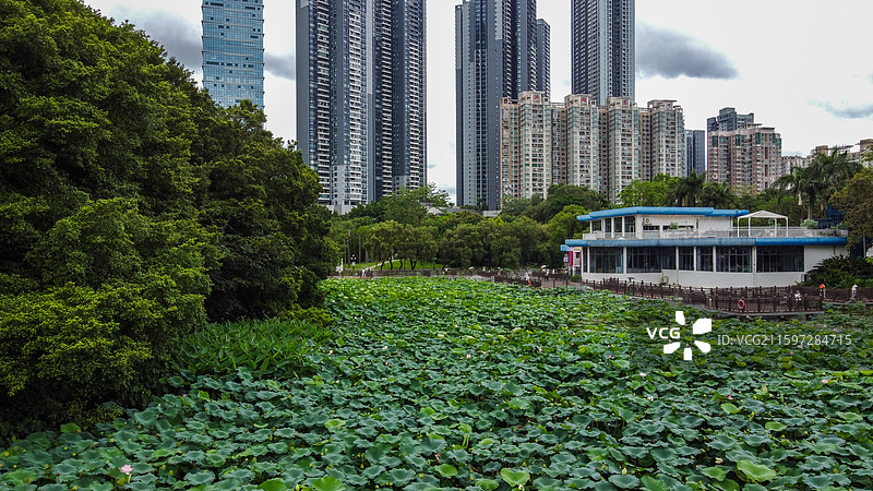 深圳洪湖公园荷塘与罗湖区水贝高楼大厦图片素材