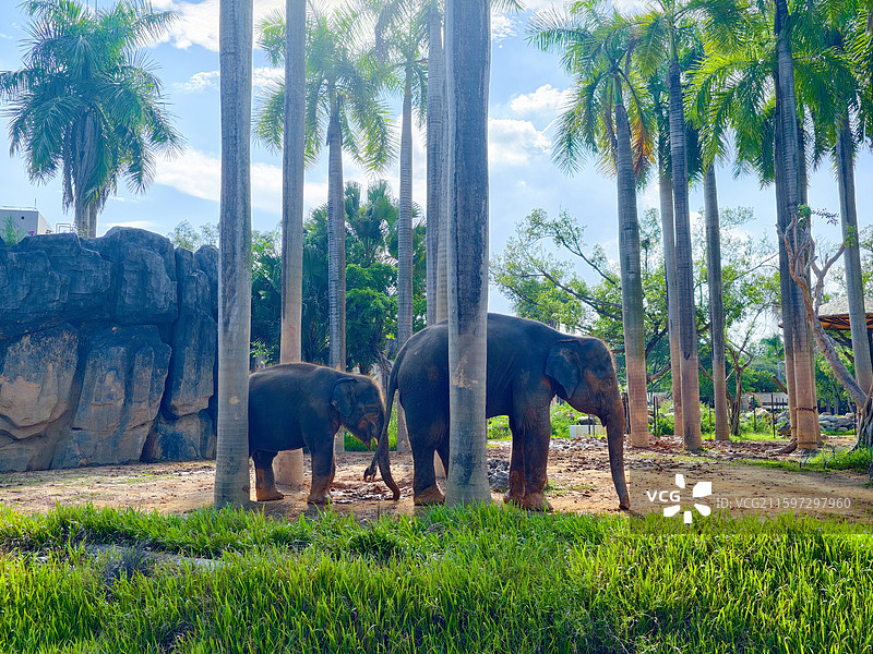 南宁动物园大象图片素材