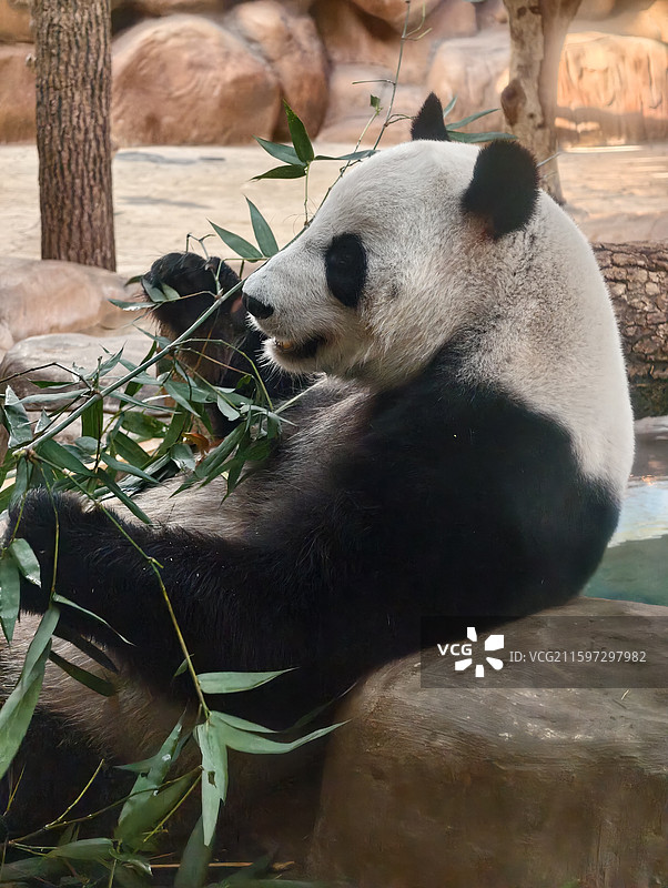南宁动物园熊猫图片素材