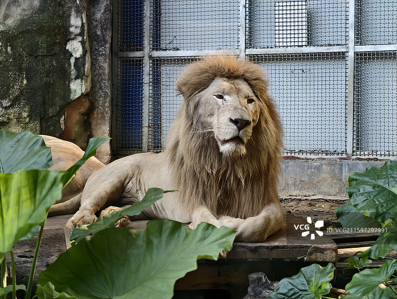 南宁动物园狮子图片素材