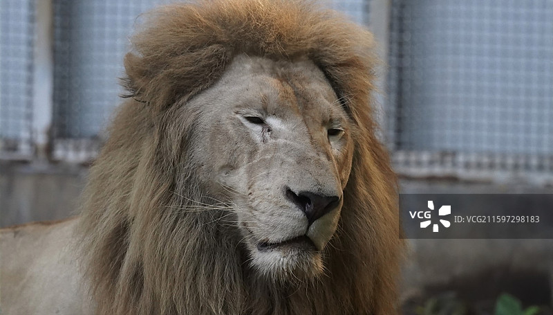 南宁动物园狮子图片素材