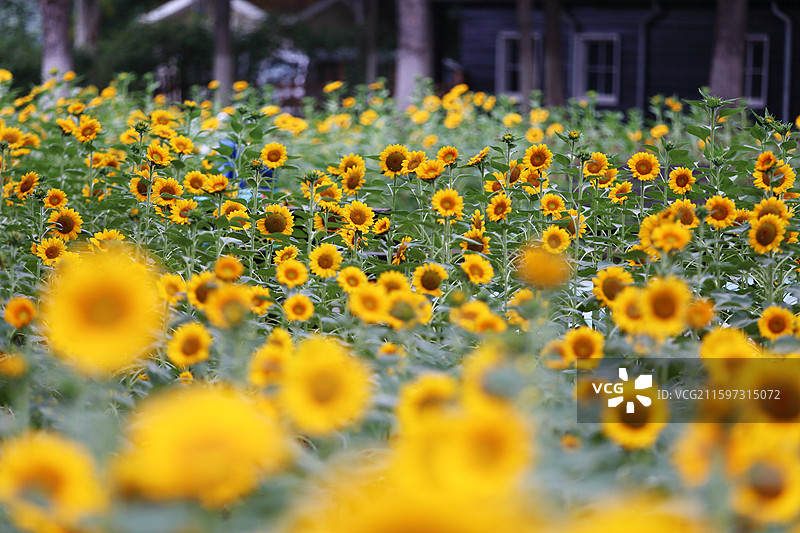 南京绿博园荷兰园盛开的向日葵图片素材