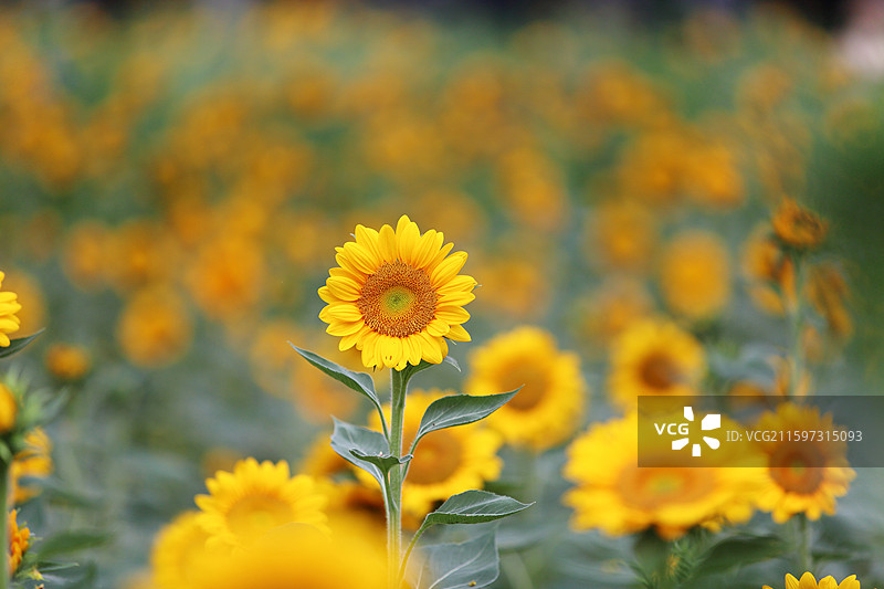 南京绿博园荷兰园盛开的向日葵图片素材