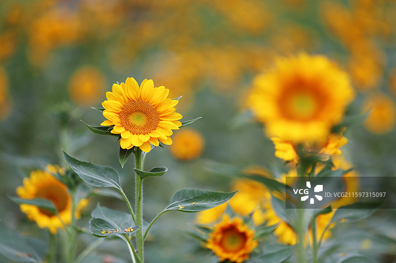 南京绿博园荷兰园盛开的向日葵图片素材