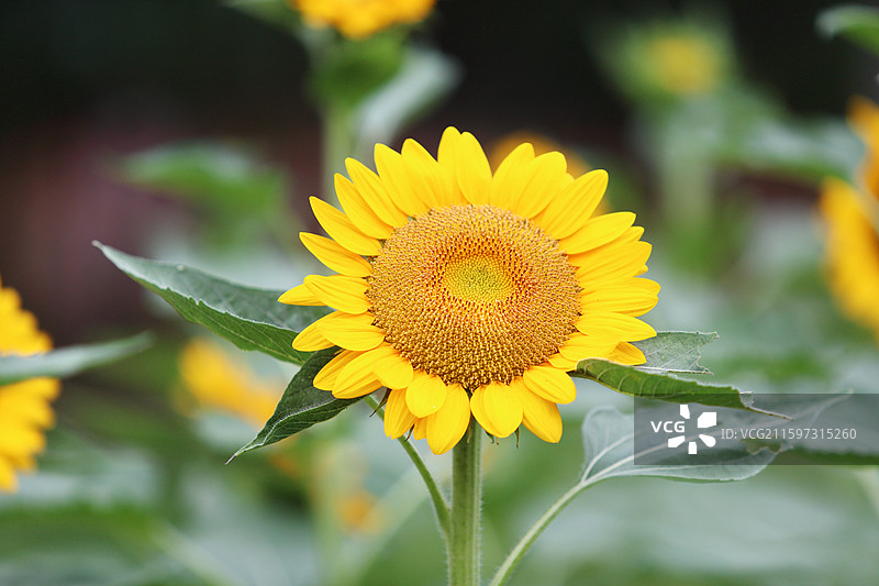 南京绿博园荷兰园盛开的向日葵图片素材