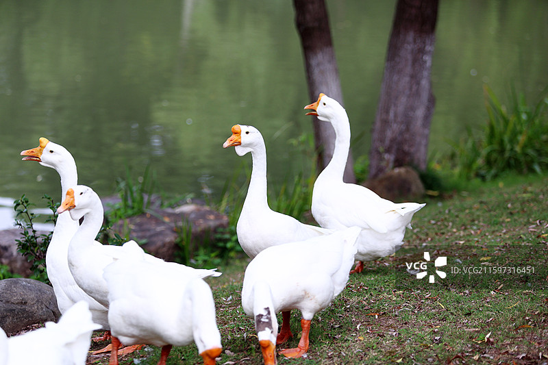 大白鹅特写图片素材