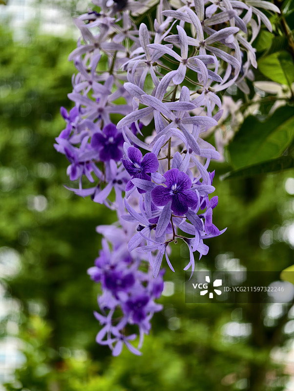 蓝花藤花枝图片素材