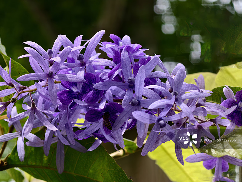 蓝花藤花枝图片素材
