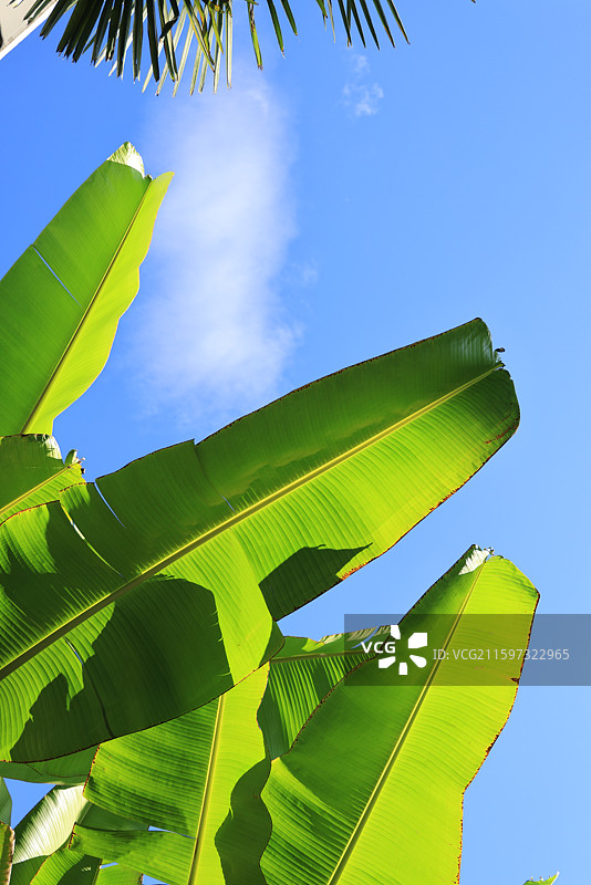 芭蕉叶图片素材