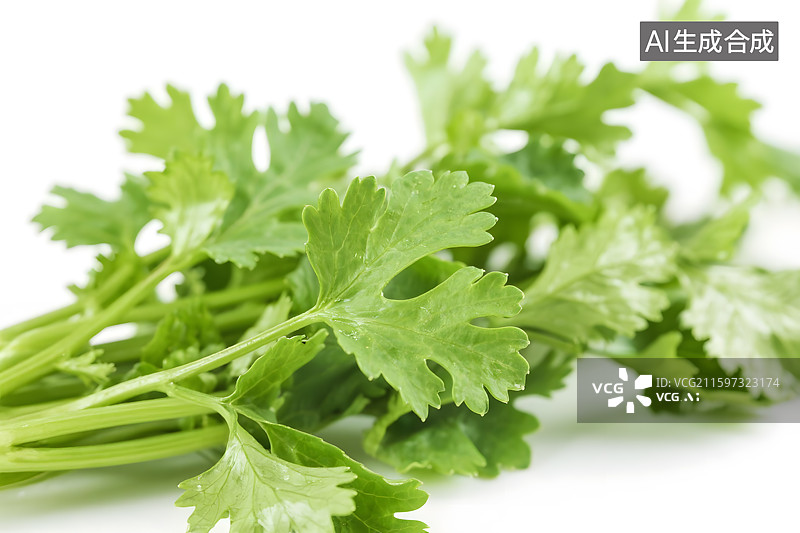 【AI数字艺术】白色背景上的香菜图片素材