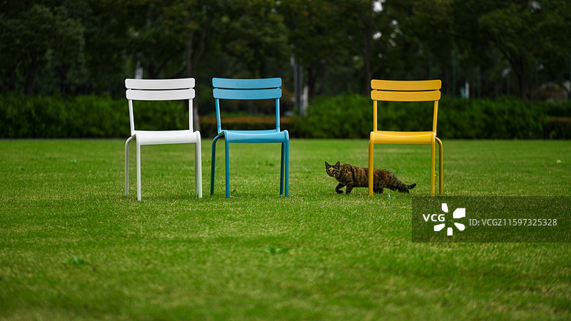 草坪上的椅子和猫图片素材