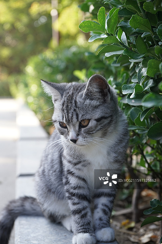 廊坊安次区隆福寺草丛旁的野生猫咪图片素材
