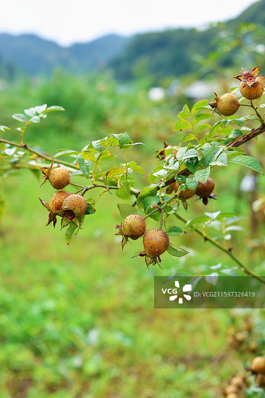 贵州特产刺梨，刺梨树的刺梨果，维C之王，健康水果图片素材