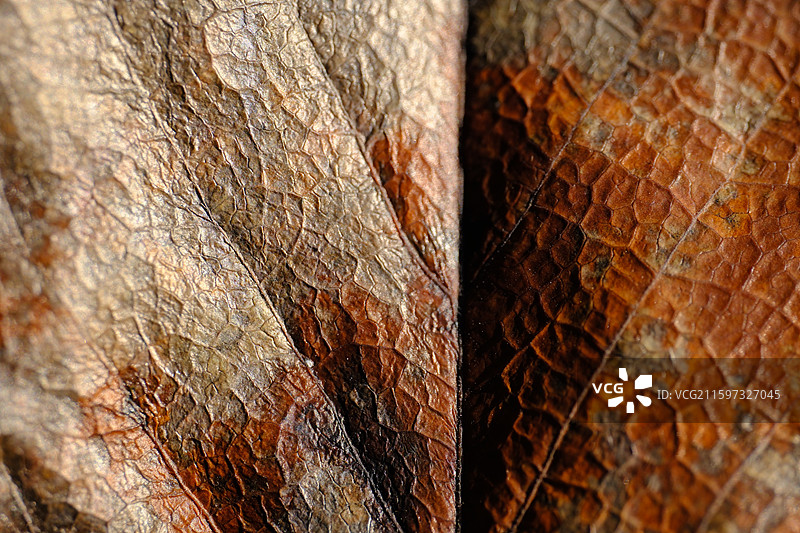 秋天秋景。沧桑木板背景上的枯叶落叶。绿草。背景图设计素材木纹图片素材