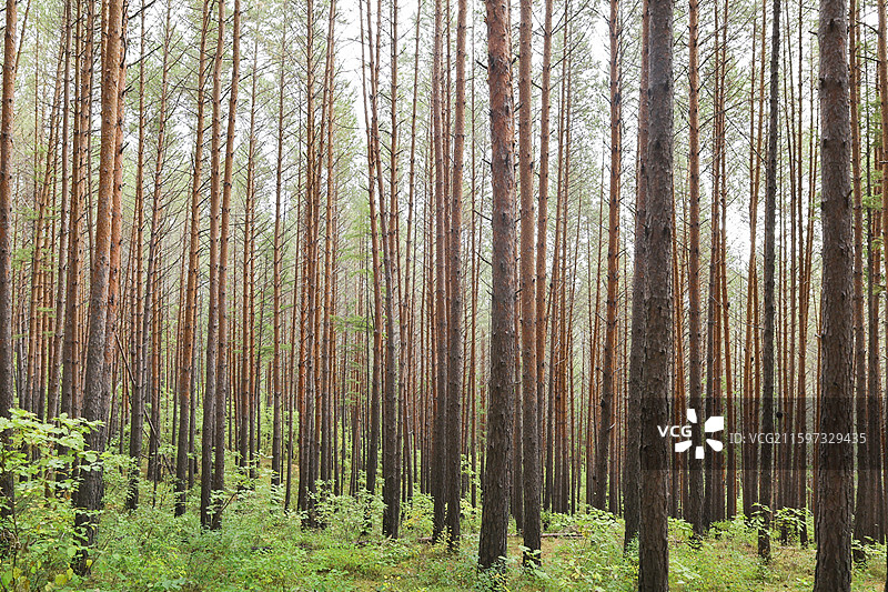 大兴安岭地区塔河县栖霞山植物园秋天自然风光图片素材