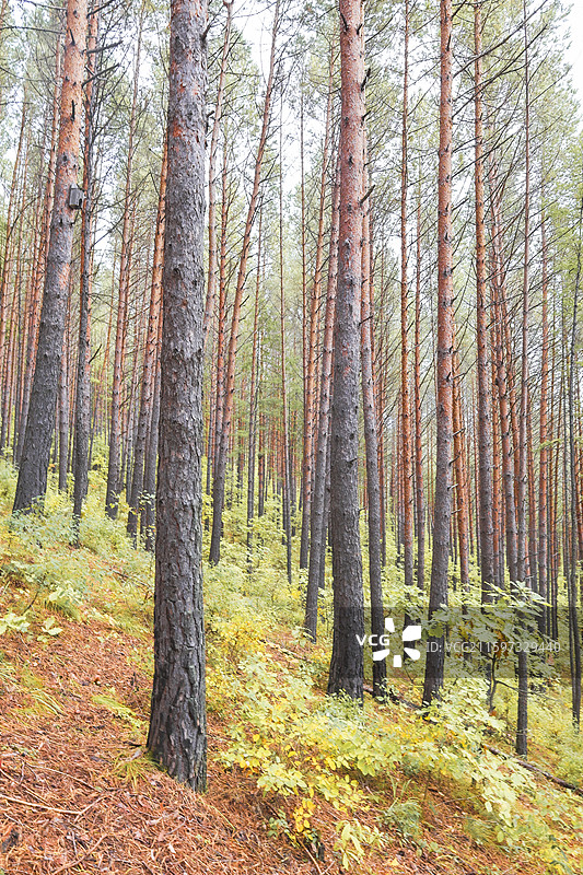 大兴安岭地区塔河县栖霞山植物园秋天自然风光图片素材