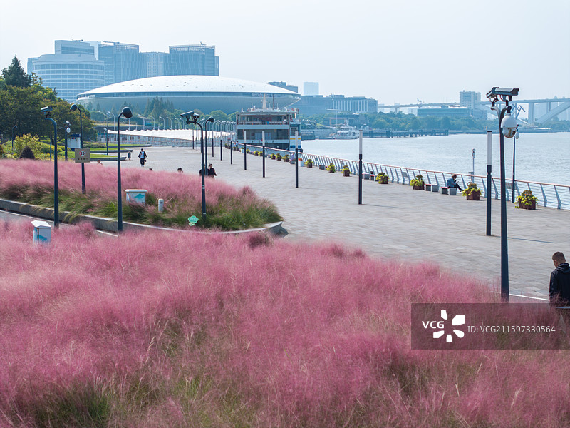上海黄浦江边白莲泾粉黛草陆家嘴图片素材