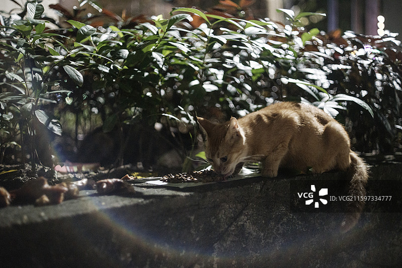 夜猫子图片素材