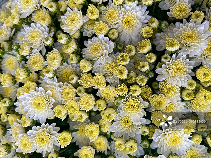 菊花植物的高角度观察图片素材