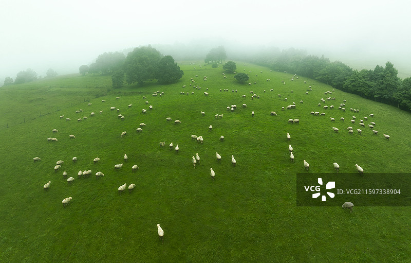 夏天昆明寻甸凤龙山高山牧场的羊群图片素材