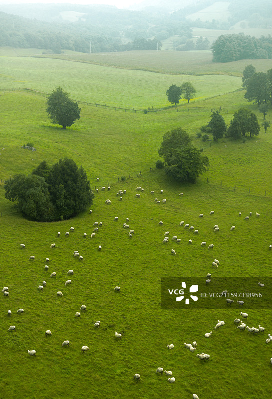 夏天昆明寻甸凤龙山高山牧场的羊群图片素材