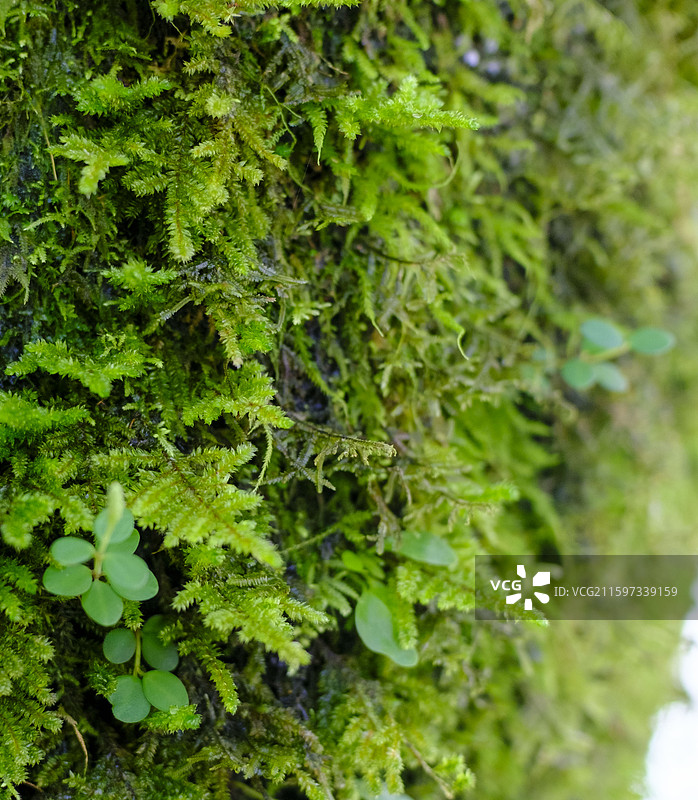 腾冲地区野生动植物 微距特写图片素材