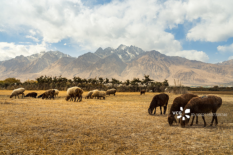 托格伦夏村是塔吉克族同胞聚居的区域，秋天的湿地一片金黄，成为真正的金草滩图片素材