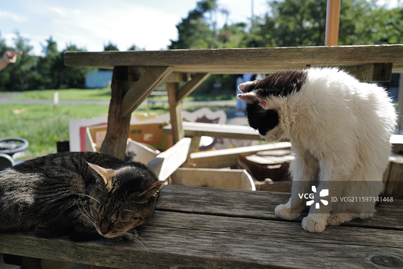 后院的慵懒野猫，日本田代岛，猫岛图片素材
