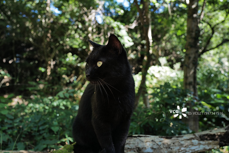 森林里的野猫，日本田代岛，猫岛图片素材