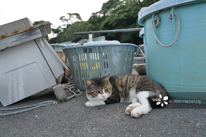 渔港岸边休息的野猫，日本田代岛，猫岛图片素材