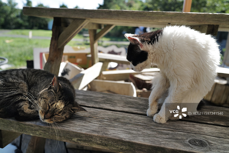 后院的慵懒野猫，日本田代岛，猫岛图片素材