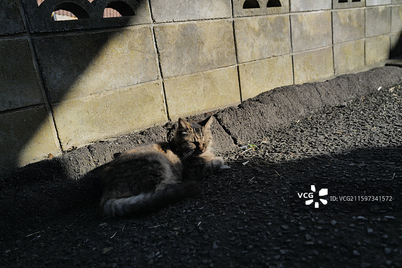 马路上的慵懒野猫，日本田代岛，猫岛图片素材