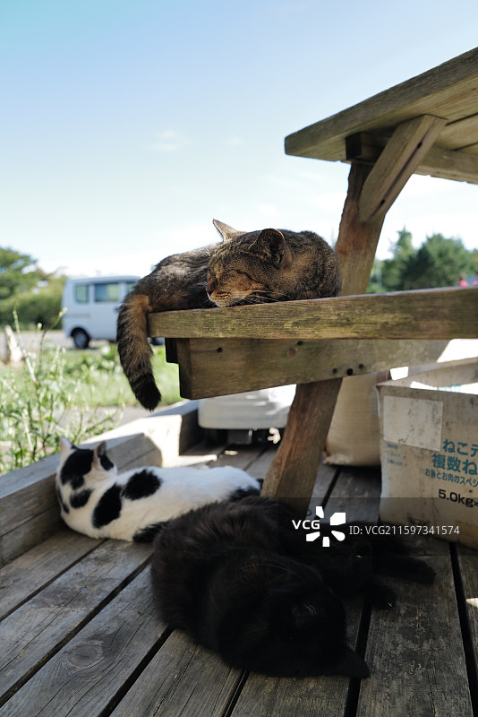 后院的慵懒野猫，日本田代岛，猫岛图片素材
